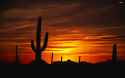 desert-dusk-cactus-sky.jpg