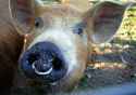 snout ring.jpg