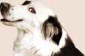 dogert.png