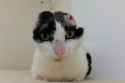 PAY-Timmy-the-Cat.jpg
