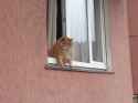 Chubby Cat Leaning Out The Window.jpg