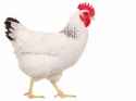 big-white-chicken.jpg