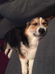 doggiez.jpg