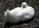 6048-fluffy-duck.jpg