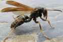 wasp.jpg