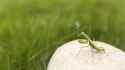 mantis_smoking-wallpaper-1366x768.jpg