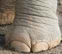 elephant foot.jpg