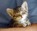 kitten-in-arms-thinkstockphotos-106397271-335lc070915jpg.jpg