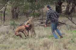 man-punches-kangaroo.jpg