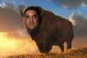 fat brown buffalo uygur.jpg