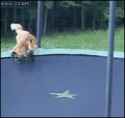 foxjumps.gif