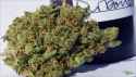 durban_poison.jpg