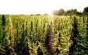 FieldOfGreen.jpg