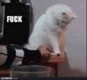 hating cat.gif