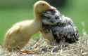 owl and duck.jpg