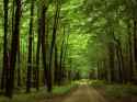 Allegheny National Forest.jpg
