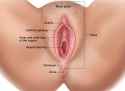 vagina-600x440.jpg