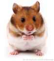 hamster.jpg