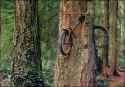 treebike.jpg