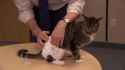 diaper cat.gif