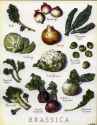 brassica.jpg