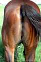 horse-s-ass-2483689.jpg