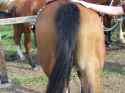 horse_butt_2_by_deathra_horrorlover.jpg