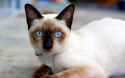meow.jpg