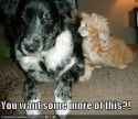 cat-moreofthis.jpg