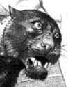 khajit no understand.jpg