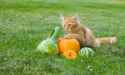 cat-pumpkin-squash.jpg