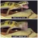 cant wake up.jpg