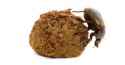 roachmeetshit.jpg