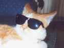 party-cat-1.png
