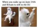 WTFisthisevenacat.jpg