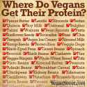 wheredovegansgettheirprotein-lg.jpg