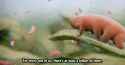 tardigrade.gif
