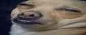 face.jpg