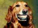 happy dog.jpg
