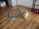 cat-circle-800x600.jpg
