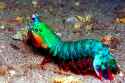 mantis_shrimp.jpg