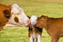 mother cow licking calf.jpg