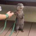 cute otter.jpg