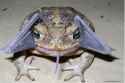 BatFrog.jpg