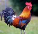 Nice Cock.jpg