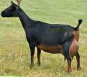 220px-NigerianDwarfDairyGoat.jpg