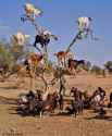 treegoats.jpg