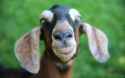 103675361_jack-the-goat-PETS-large_trans++ZgEkZX3M936N5BQK4Va8RWtT0gK_6EfZT336f62EI5U.jpg