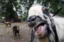 fuckoffgoat.jpg