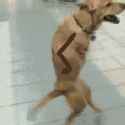 1453586276673.gif